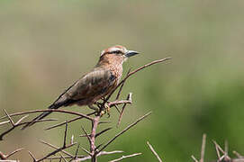 Purple Roller