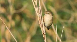 Common Reed Warbler