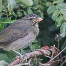 Saltator de Cabanis