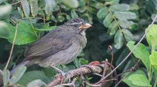 Olive-grey Saltator