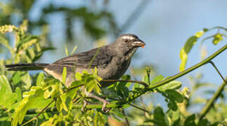 Olive-grey Saltator