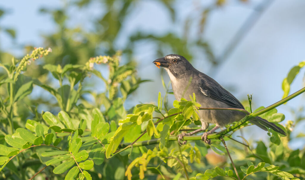 Saltator de Cabanis