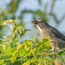 Saltator de Cabanis