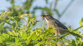 Saltator de Cabanis