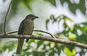 Saltator des grands-bois