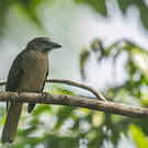 Saltator des grands-bois