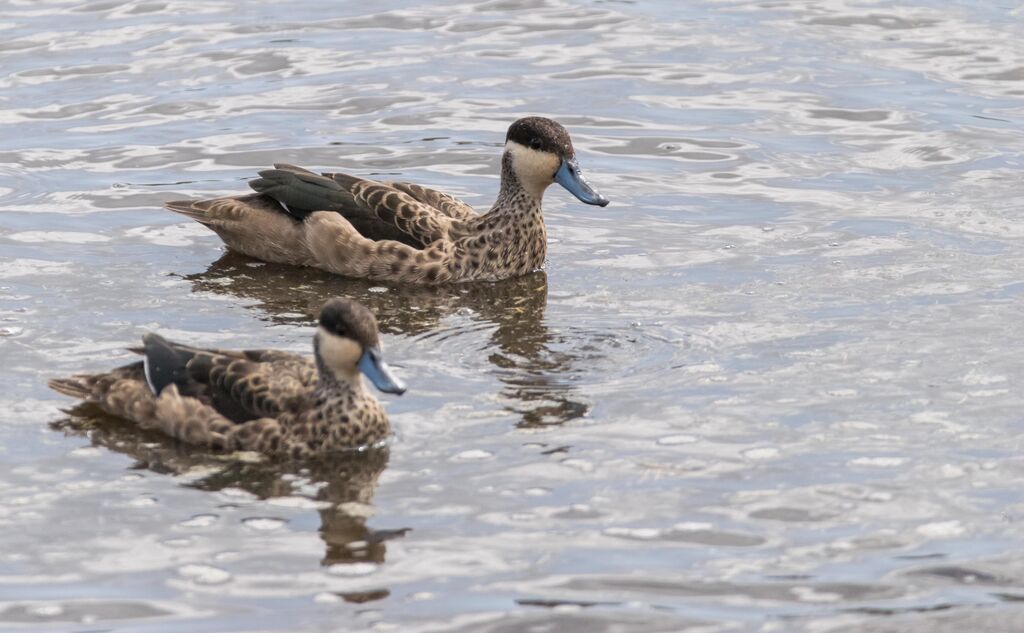 Blue-billed Teal