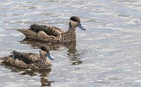 Blue-billed Teal