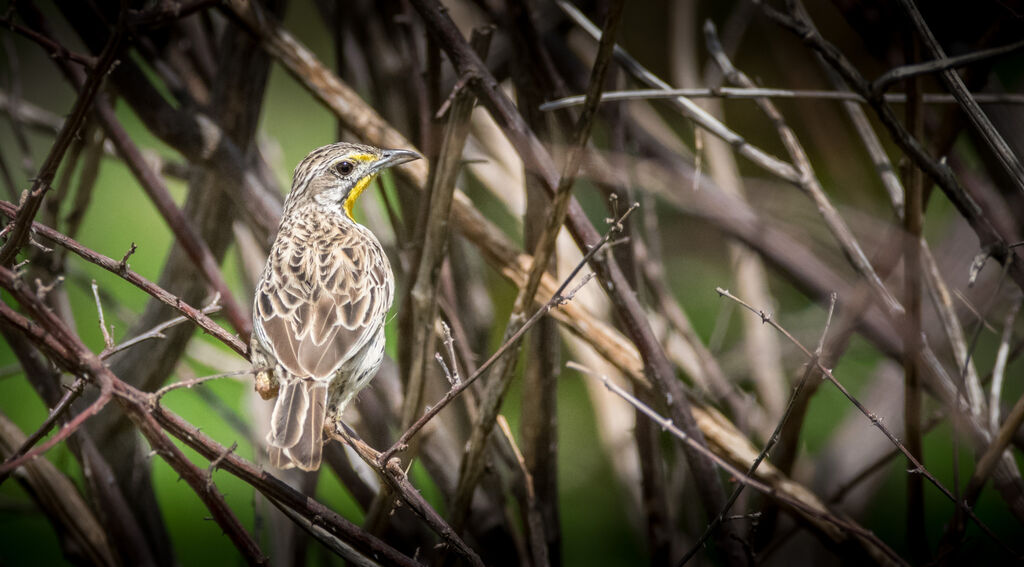 Yellow-throated Longclaw