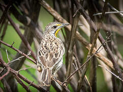 Yellow-throated Longclaw