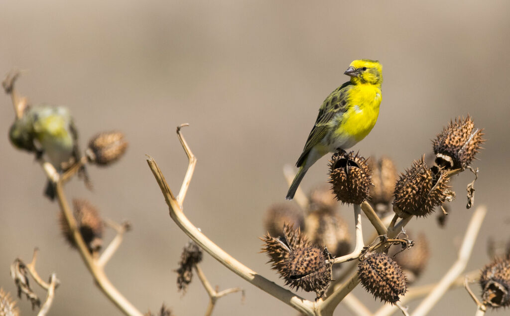 Serin à ventre blanc