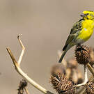 Serin à ventre blanc