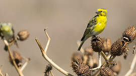 Serin à ventre blanc