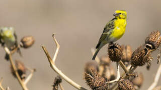 White-bellied Canary