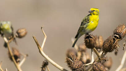 Serin à ventre blanc