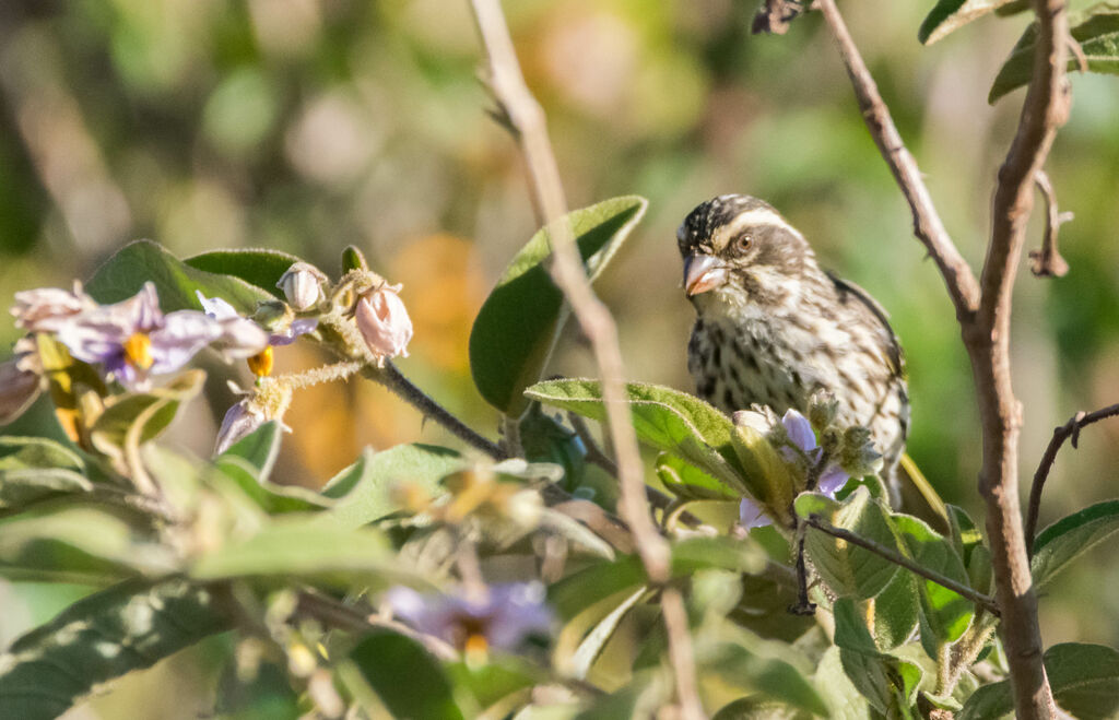 Streaky Seedeater