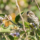 Serin strié