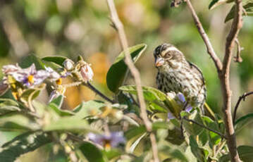 Serin strié