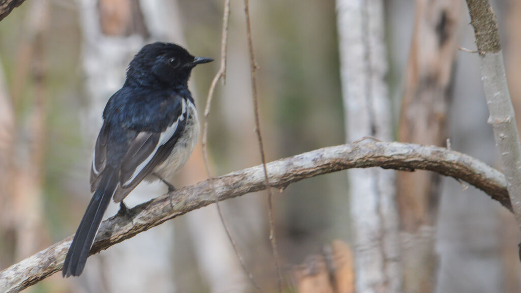 Madagascar Magpie-Robin