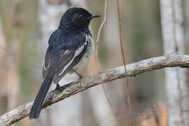 Madagascar Magpie-Robin