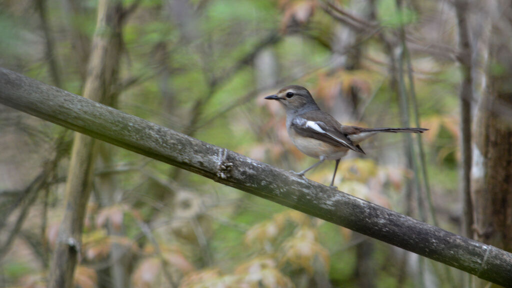 Madagascar Magpie-Robin