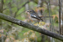 Madagascar Magpie-Robin