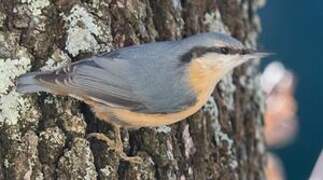 Eurasian Nuthatch