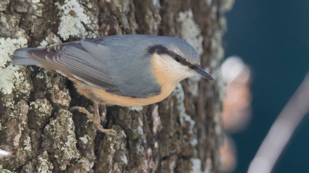 Eurasian Nuthatch