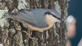 Eurasian Nuthatch