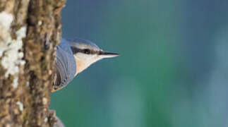 Eurasian Nuthatch