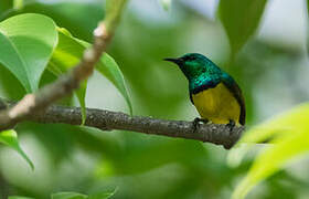 Collared Sunbird