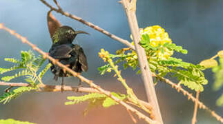 Beautiful Sunbird