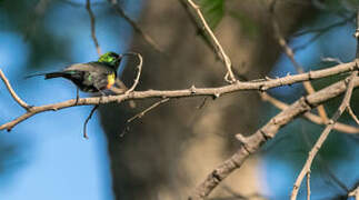 Beautiful Sunbird