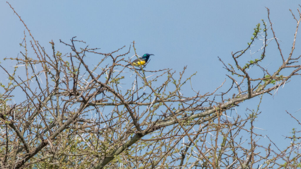 Variable Sunbird