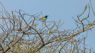 Variable Sunbird