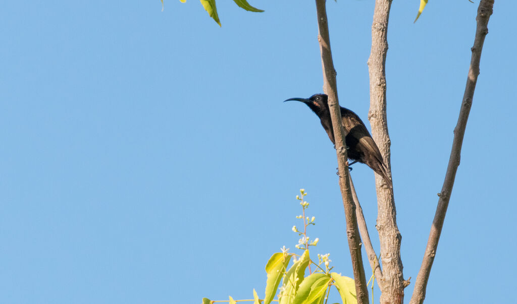 Amethyst Sunbird