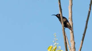 Amethyst Sunbird