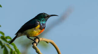 Mayotte Sunbird