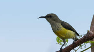 Mayotte Sunbird