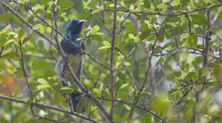 Souimanga Sunbird