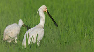 Eurasian Spoonbill