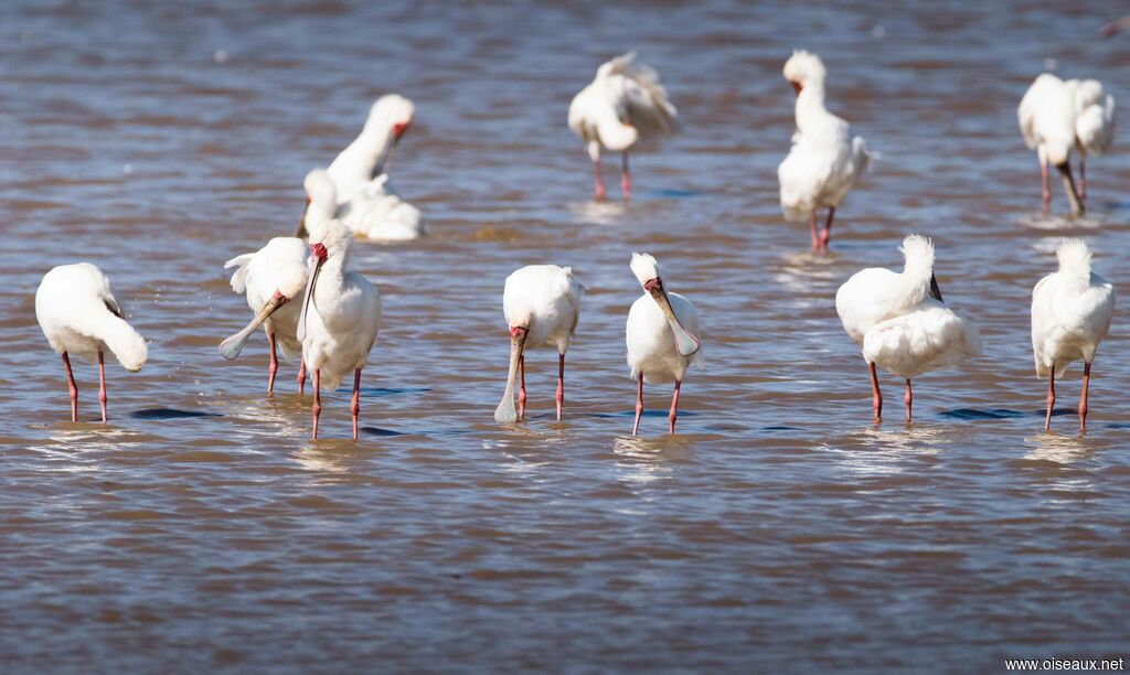 African Spoonbill