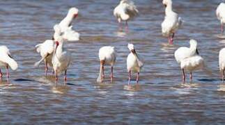 African Spoonbill