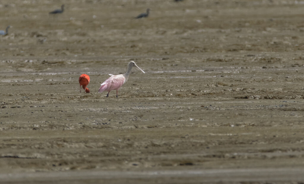 Roseate Spoonbill