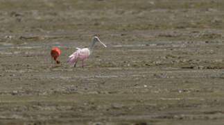 Roseate Spoonbill