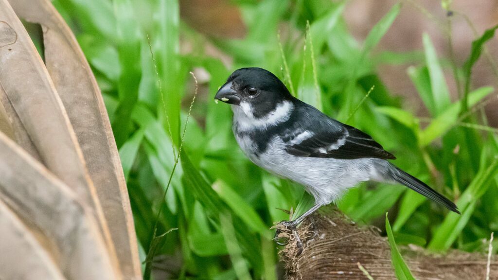 Sporophile à ailes blanches