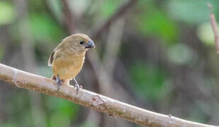 Wing-barred Seedeater