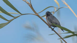 Chestnut-bellied Seedeater