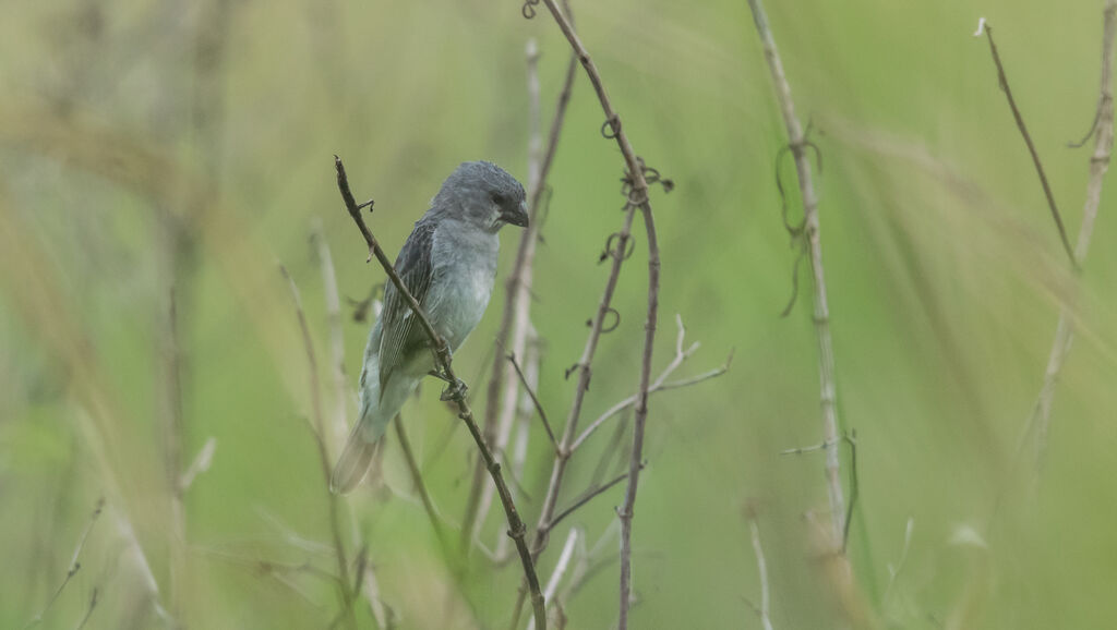 Plumbeous Seedeater