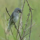 Sporophile gris-de-plomb